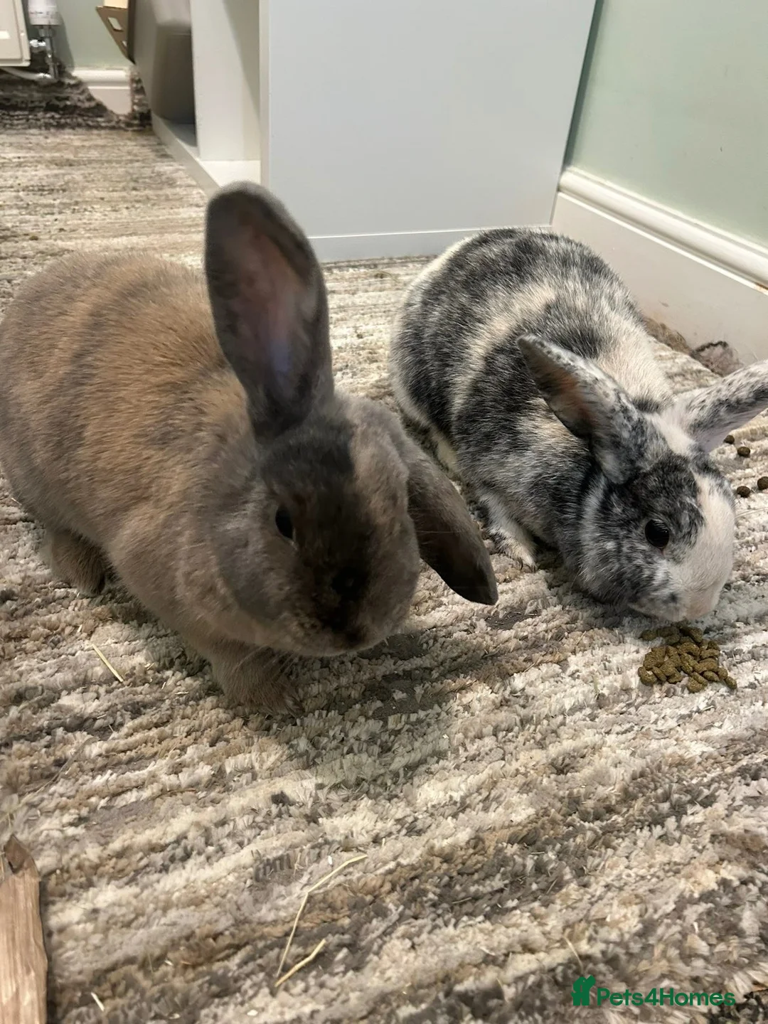 Mini Lop rabbits for sale: Maple and cocoa 2 female rabbits re home ASAP in Liverpool - Advert 5