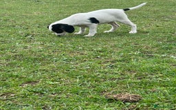 Mixed Breed dogs for sale: 1 Male Jack Russel cross Cavalier  - Image 1