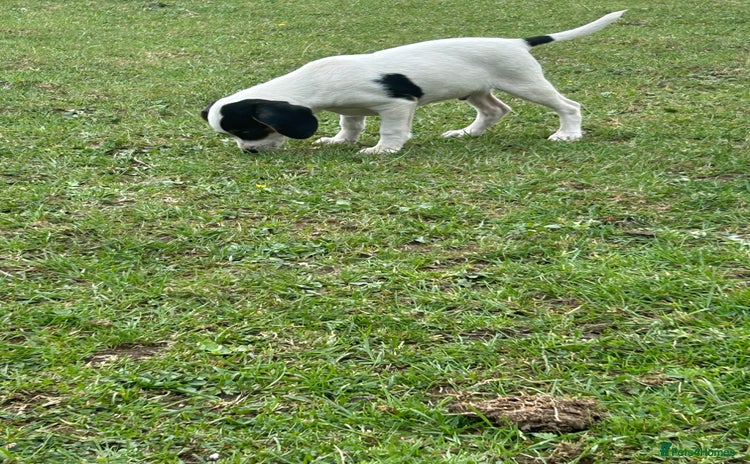 Mixed Breed dogs - Advert 4