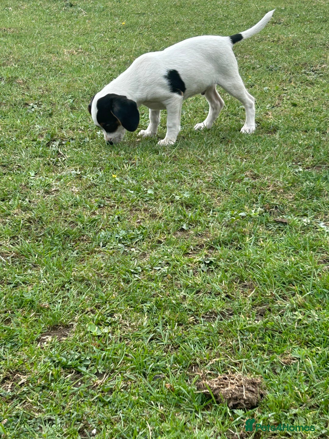 Mixed Breed dogs for sale: 1 Male Jack Russel cross Cavalier  - Image 1