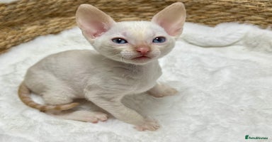 Mixed Breed cats 🌟Beautiful Cornish Rex kittens for Reservation 🌟 - Advert 5