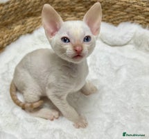 Mixed Breed cats 🌟Beautiful Cornish Rex kittens for Reservation 🌟 - Advert 5