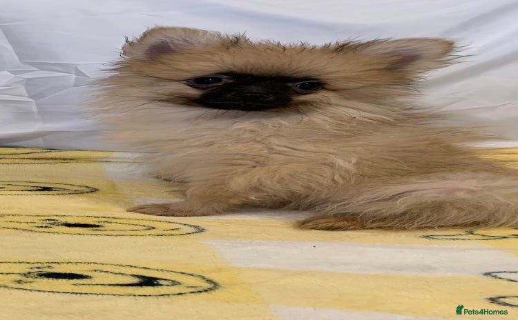 Pomeranian dogs - Advert 1
