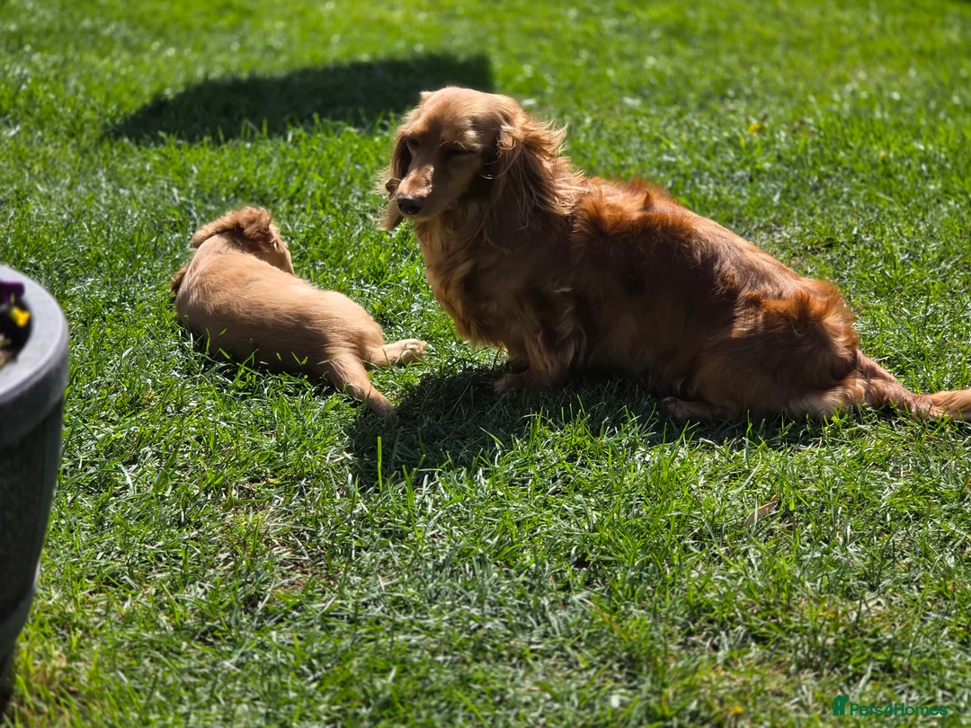 Miniature Dachshund dogs for sale: Beautiful red longhaired boy  - Advert 2