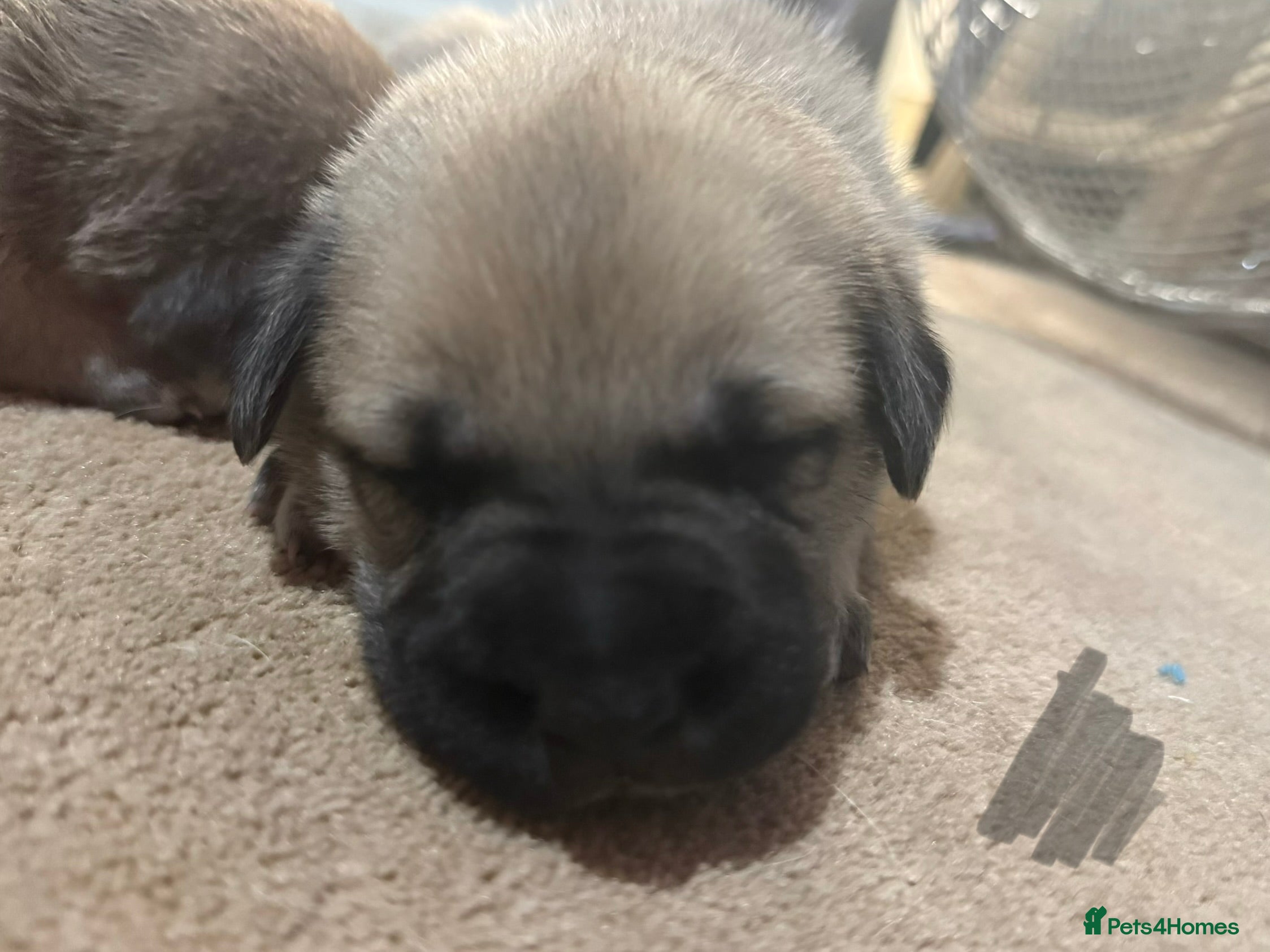 Mixed Breed dogs German shepherd x American bully puppy’s  - Advert 2