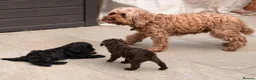 Cockapoo dogs for sale: Stunning Cockapoo Puppies — Homes for Life Only in Banbury - Advert 25