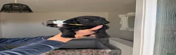 Mixed Breed dogs for sale: BEAUTIFUL COCKAPOO MIXED BREED PUPPIES in Wrexham - Advert 20