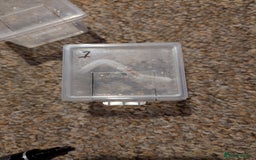 Spiders invertebrates for sale: Phidippus Regius L3 jumping spiders.  - Image 2