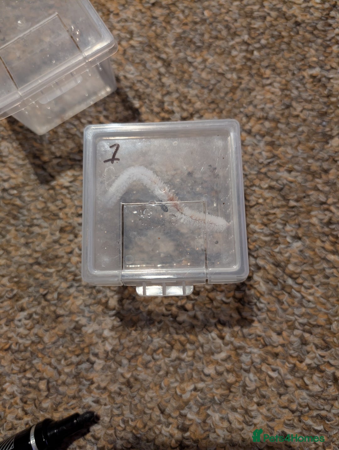 Spiders invertebrates for sale: Phidippus Regius L3 jumping spiders.  - Image 2