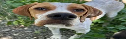 Pointer dogs for adoption: Remi (English Pointer) in Bedford - Advert 5