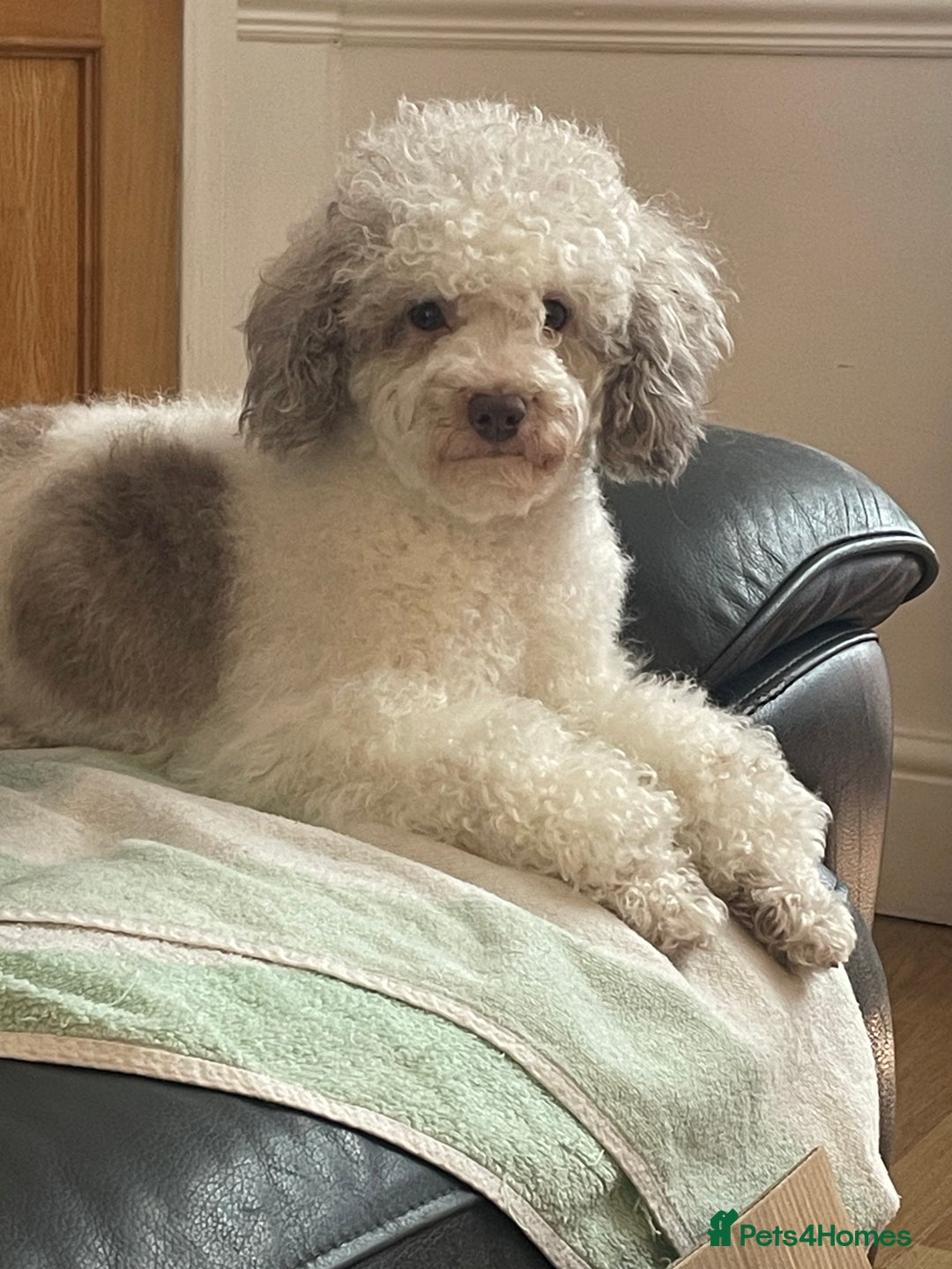 Miniature Poodle dogs for sale: Home Bred pups, extensively Health tested - Image 19