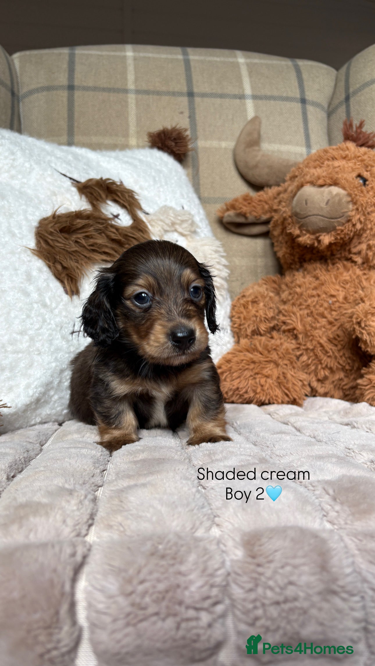 Miniature Dachshund dogs KC CREAM LONG HAIRED MINIATURE DACHSHUNDS🤍 - Advert 5