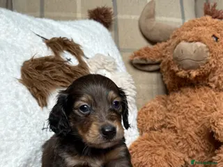 Miniature Dachshund dogs KC CREAM LONG HAIRED MINIATURE DACHSHUNDS🤍 - Advert 5