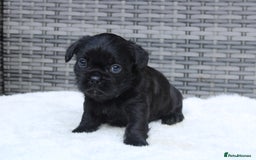Mixed Breed dogs for sale: French bulldog X imperial shih tzu  - Image 16