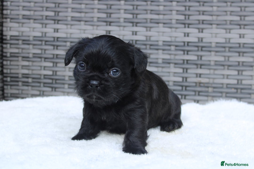 Mixed Breed dogs for sale: French bulldog X imperial shih tzu  - Image 16