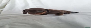 Blue polka dot collar boy
