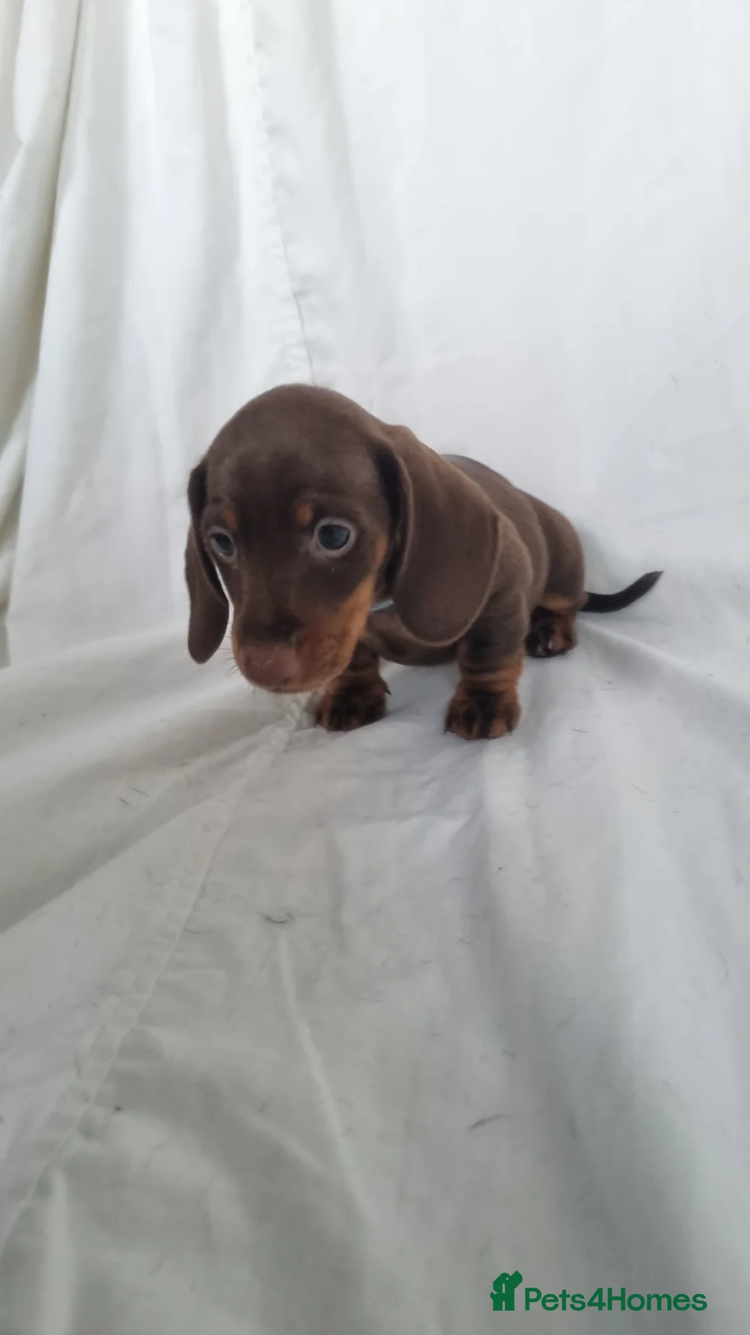 Miniature Dachshund dogs for sale: Looking for forever home! Can leave 9th Sept   in Preston - Advert 2