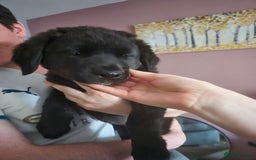 Mixed Breed dogs for sale: American Akita/Bullmastiff cross - Image 11