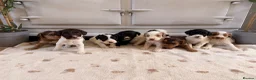 Cockapoo dogs for sale: Beautiful cockerpoo puppies  - Advert 8
