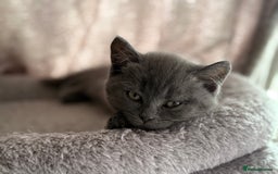 Mixed Breed cats for sale: Beautiful fur babies BSH x Scottish Straight - Image 7