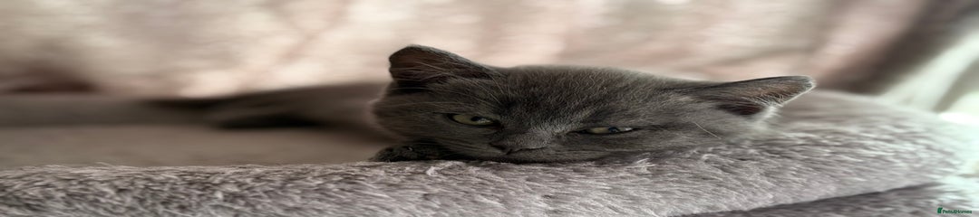 Mixed Breed Kitten 5