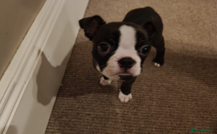 Boston Terrier dogs Beautiful KC Registered Boston Terrier Puppies  - Advert 1