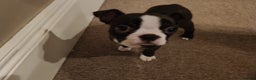Boston Terrier dogs for sale: 🐾 Last Boston Terrier pup available 🐾 - Advert 2