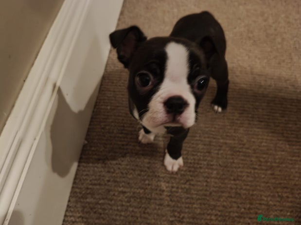 Boston Terrier dogs Beautiful KC Registered Boston Terrier Puppies - Advert 1