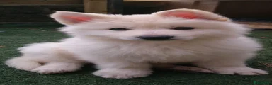 Mixed Breed Puppy 3
