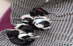 Cocker Spaniel dogs for sale: Cocker spaniel puppy’s - Image 18