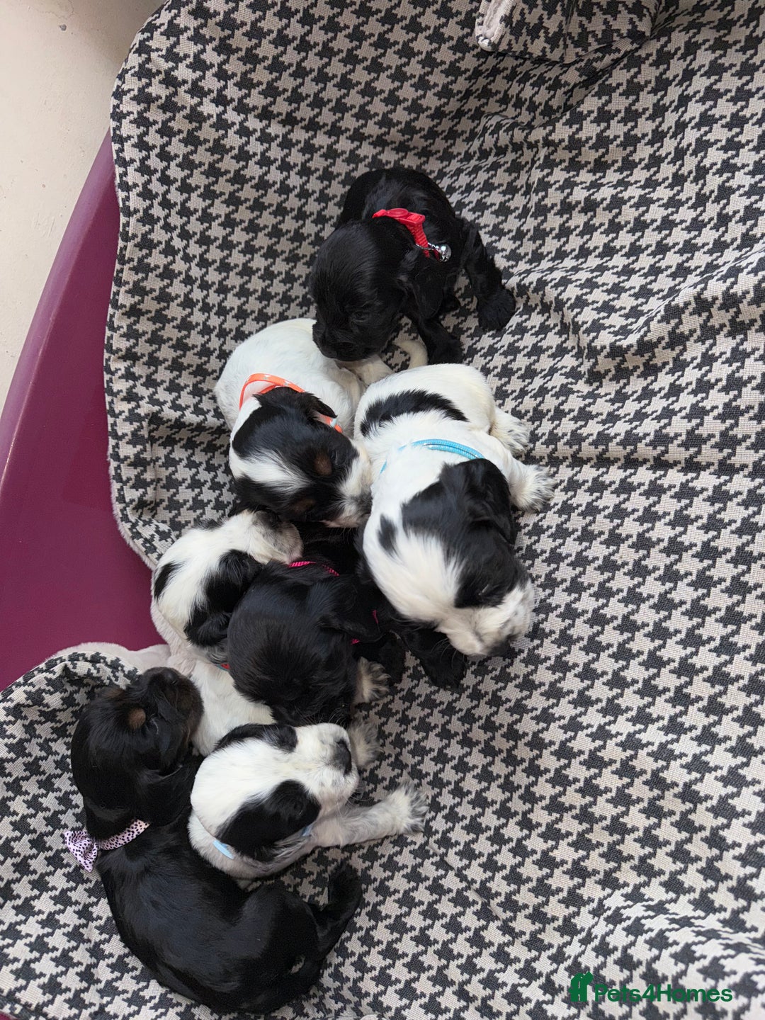Cocker Spaniel dogs for sale: Cocker spaniel puppy’s - Image 18
