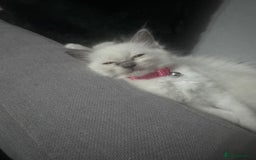 Ragdoll cats for sale: 3 Female Purebred Ragdoll Kittens - Image 3