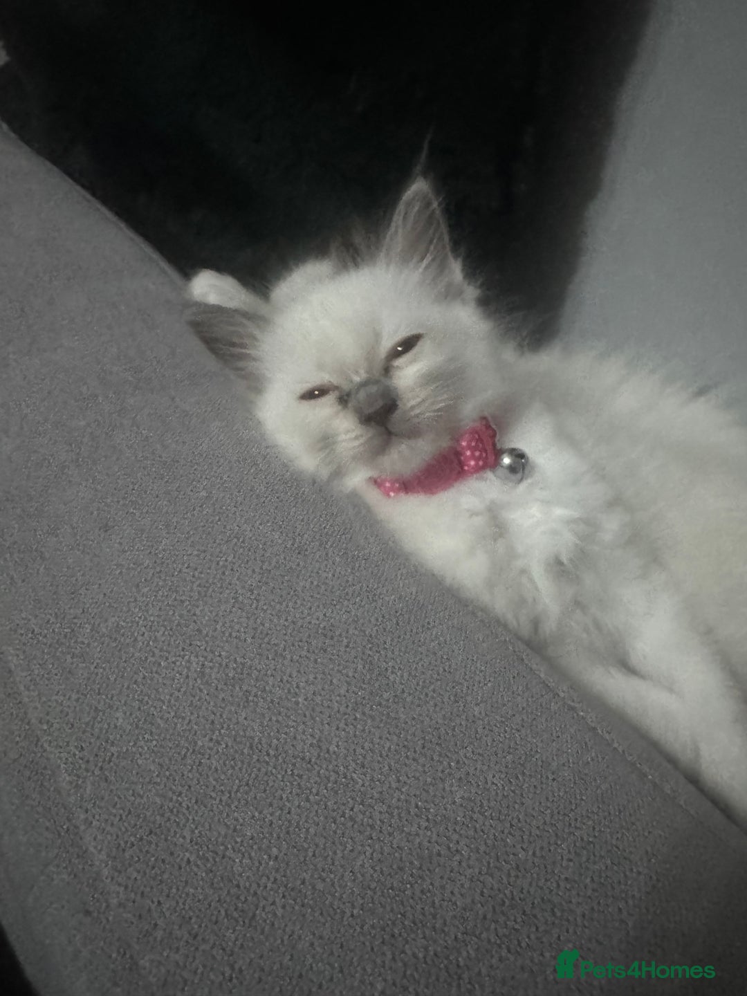 Ragdoll cats for sale: 3 Female Purebred Ragdoll Kittens - Image 3