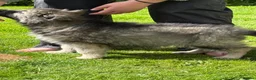 German Shepherd dogs for sale:  Reduced Stunning kcreg long coat GSD pups  - Advert 11