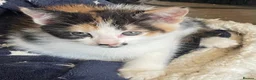 Mixed Breed cats for sale: 4 female kittens. mixed black white and ginger.  - Advert 8