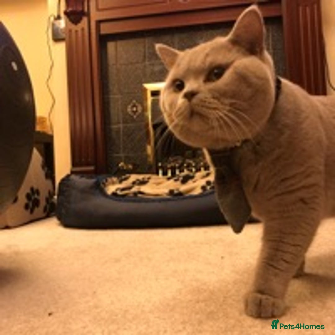British Shorthair cats for stud: STUD ONLY in Huddersfield - Image 17