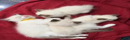 Ragdoll cats for sale: Purebred Ragdoll Kittens  - Advert 10