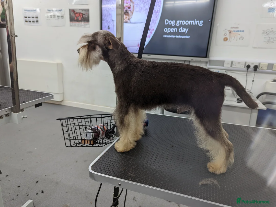 Miniature Schnauzer dogs for stud: RARE USA miniature schnauzer  in Wisbech - Advert 4