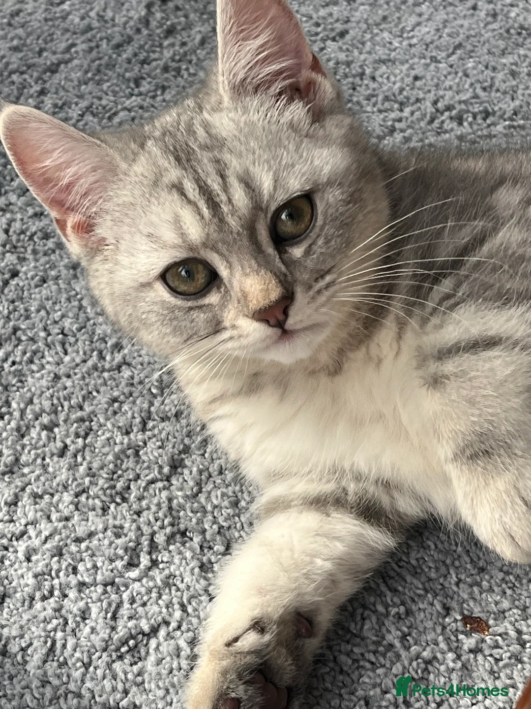 British Shorthair cats for sale: A beautiful kittens British shorthair  - Advert 2