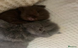 British Longhair cats for sale: British Long/Short Hair Adorable Kittens - Advert 23