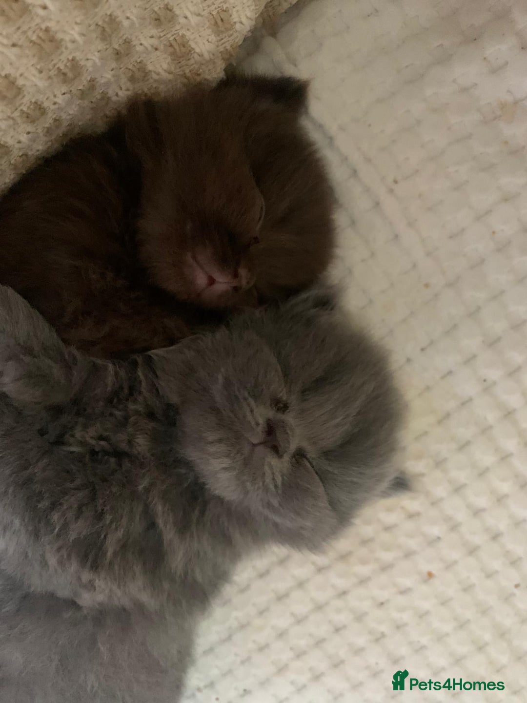 British Longhair cats for sale: British Long/Short Hair Adorable Kittens - Advert 23