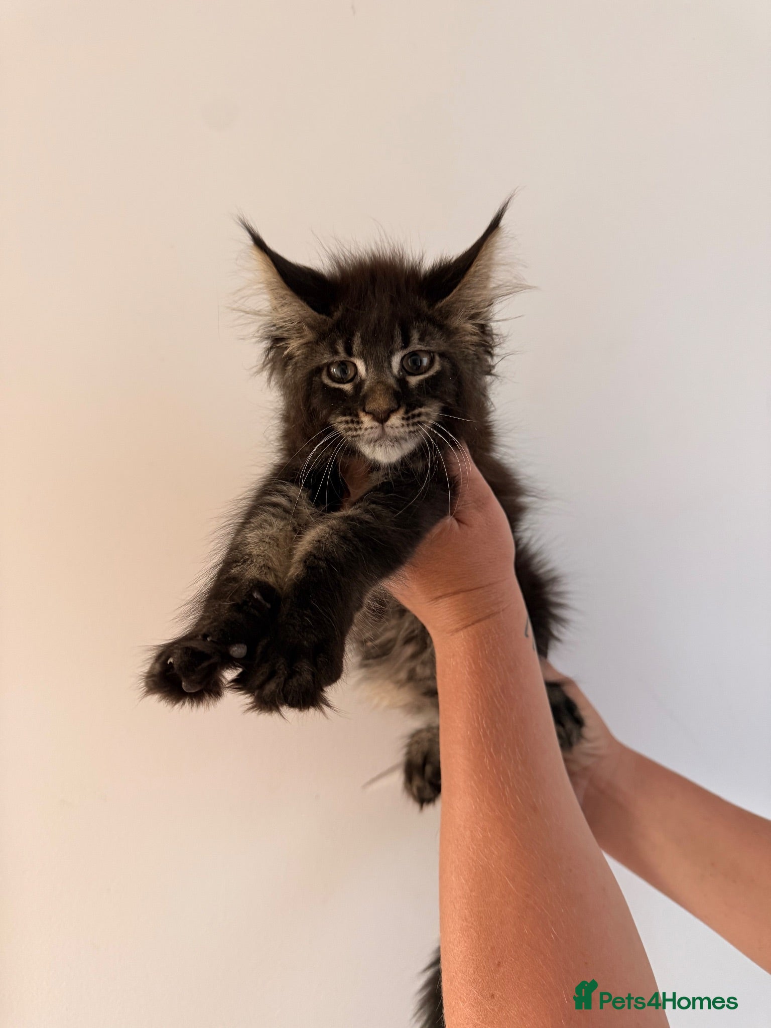 Maine Coon cats TICA registered Maine coon kittens  - Advert 1