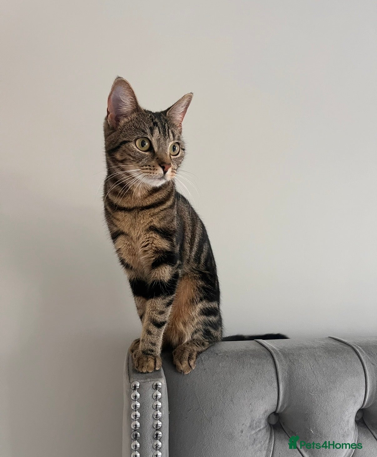Domestic Shorthair cats Male Kittens Ready In TWO WEEKS - Advert 12