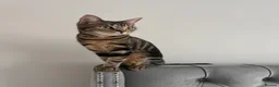 Domestic Shorthair cats for sale: Male Kittens Ready In TWO WEEKS - Advert 2