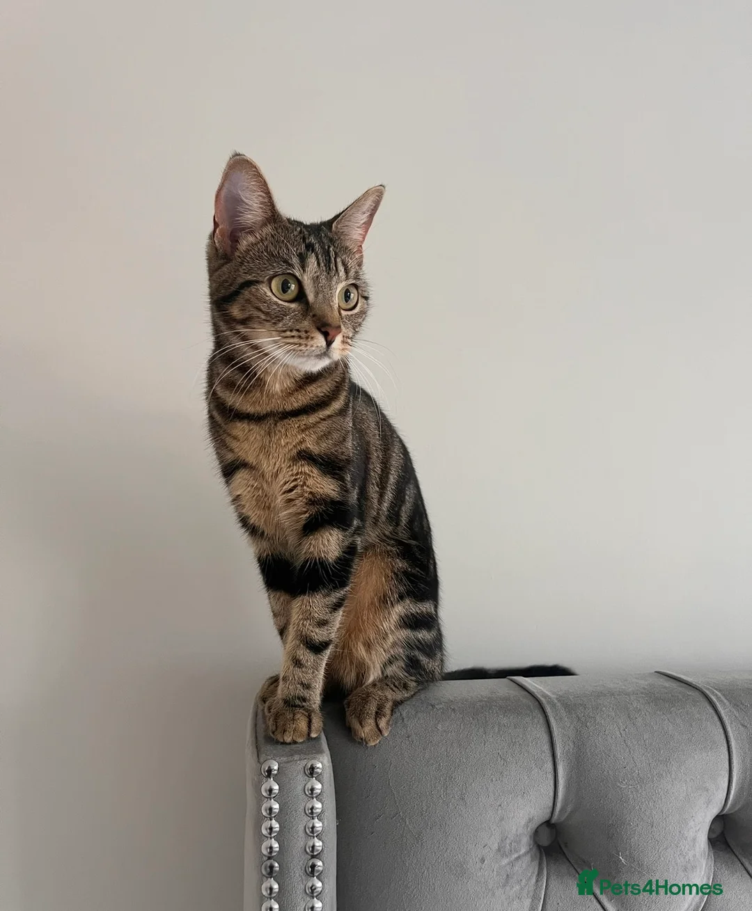 Domestic Shorthair cats for sale: Male Kittens Ready In TWO WEEKS - Advert 2