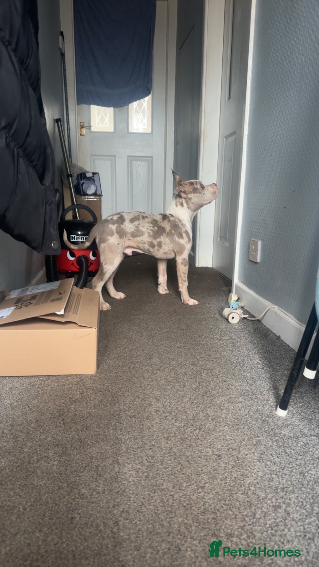 American Bully dogs for sale: REDUCED Stunning pocket bully pups for sale  - Advert 19