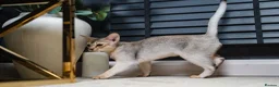 Abyssinian cats for sale: Silver Abyssinian Boy-READY NOW-Champion Line - Advert 21