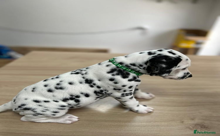 Dalmatian dogs - Advert 1