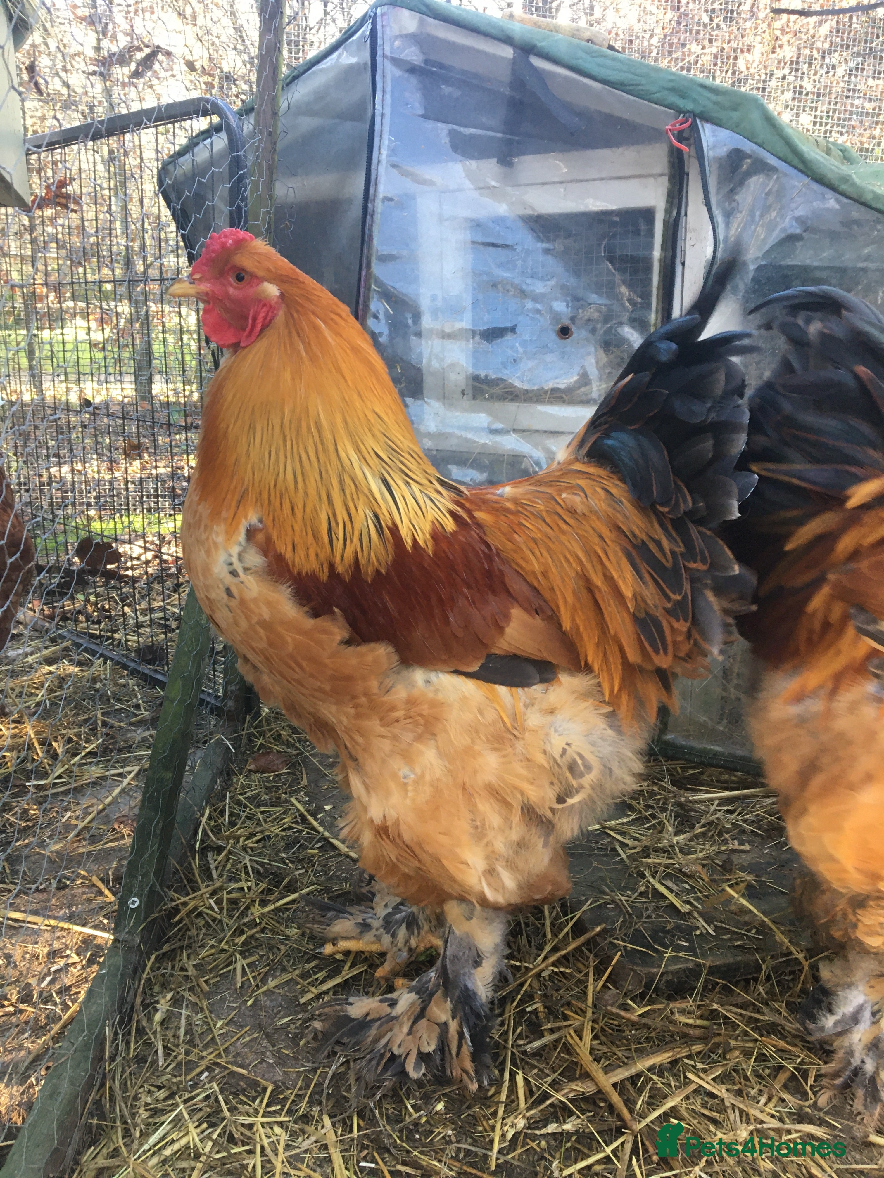 Chickens poultry Blue buff Colombian Brahma cockerel, purebred - Advert 1