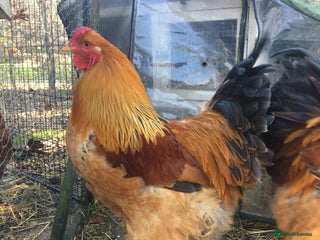 Chickens poultry Blue buff Colombian Brahma cockerel, purebred - Advert 1